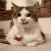 Gatos Random!! #2 7