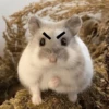 Hamster Random 🐹 5