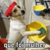 Funny dogs 5