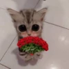 Gatitos con Flores 💐 6