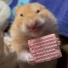 Hamster Random 🐹 6