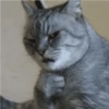 Gatos Random!! #2 8