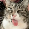 Goofy Cat