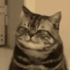Gatos Random!! #2 9