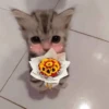Gatitos con Flores 💐 7