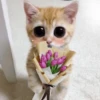 Gatitos con Flores 💐 8