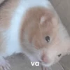 Hamster Random 🐹 10