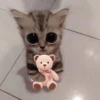 Gatitos con Flores 💐 9