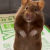 Hamster Random 🐹 11