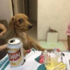 Funny dogs 7