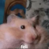 Hamster Random 🐹 12