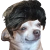 Perrito Milei 5