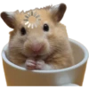 Hamsters ❤️ 6