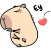 Pipi Capybara 3 15