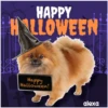 Disfraz 🎃🐾 HALLOWEEN 19