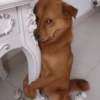 Funny dogs 8
