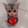 Gatitos con Flores 💐 10