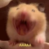 Hamster Random 🐹 14