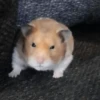 Hamster Random 🐹 15