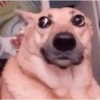 Funny dogs 9