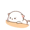 gatitos 16
