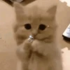 Gatos Random!! #2 13