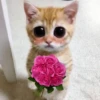 Gatitos con Flores 💐 11