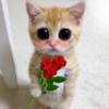Gatitos con Flores 💐 12