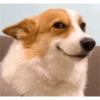 Happy Corgi
