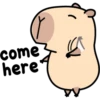 Pipi Capybara 3 17