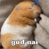 Hamster Random 🐹 16