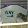 Hamster Random 🐹 17