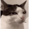 Judgy Cat