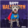 Disfraz 🎃🐾 HALLOWEEN 22
