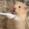 Hamster Random 🐹 19
