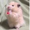 Hamster Random 🐹 20