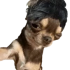 Perrito Milei 8