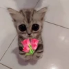 Gatitos con Flores 💐 13