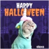 Disfraz 🎃🐾 HALLOWEEN 25