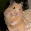 Hamster Random 🐹 22