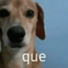 Funny dogs 12