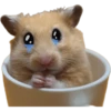 Hamsters ❤️ 10