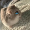 Hamsters ❤️ 11