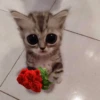 Gatitos con Flores 💐 14