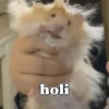 Hamster Random 🐹 23
