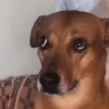 Funny dogs 13