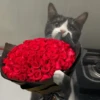Gatitos con Flores 💐 15