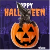 Disfraz 🎃🐾 HALLOWEEN 26