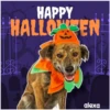 Disfraz 🎃🐾 HALLOWEEN 28