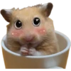 Hamsters ❤️ 12